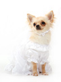 Bride Wedding Dress with Veil